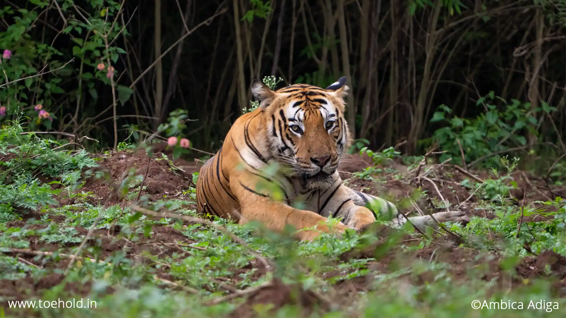 Mysore/ Bangalore to Bandipur Roundtrip Taxi - Scenic route from Mysore/ Bangalore to Bandipur