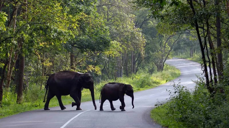 Mysore/ Bangalore to Wayanad Roundtrip Taxi - Scenic route from Mysore/ Bangalore to Wayanad